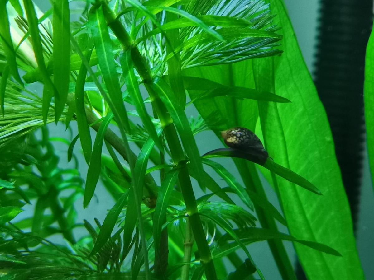 Aquarium Room Fish And Gastropods Turin Extérieur photo
