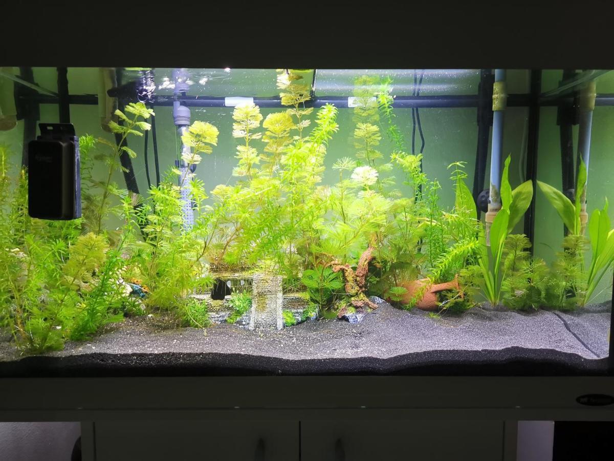 Aquarium Room Fish And Gastropods Turin Extérieur photo