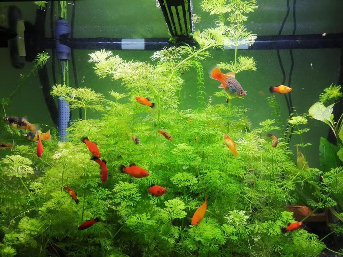 Aquarium Room Fish And Gastropods Turin Extérieur photo