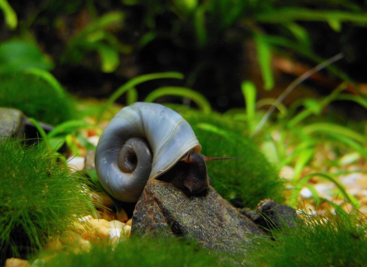 Aquarium Room Fish And Gastropods Turin Extérieur photo