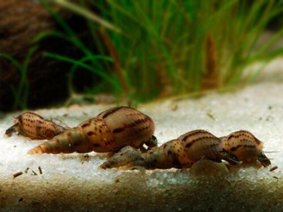 Aquarium Room Fish And Gastropods Turin Extérieur photo