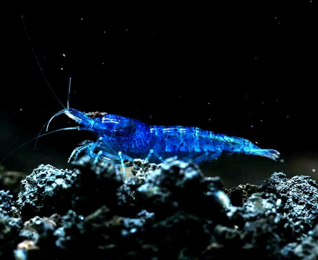 Aquarium Room Fish And Gastropods Turin Extérieur photo