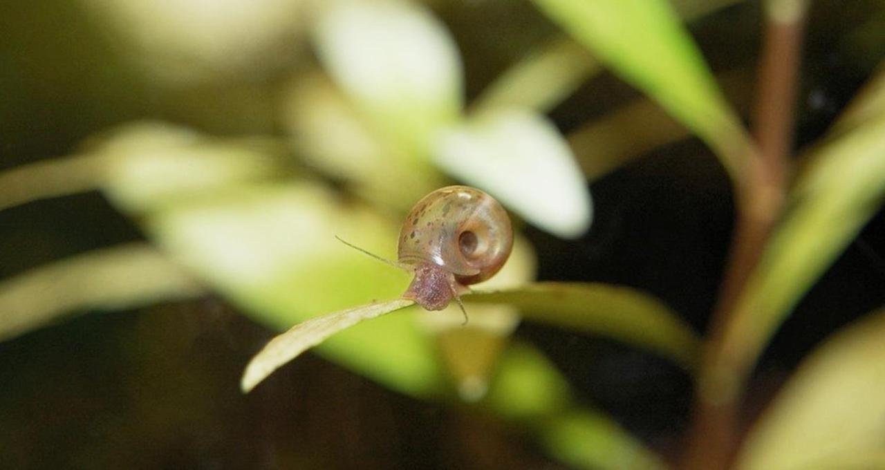 Aquarium Room Fish And Gastropods Turin Extérieur photo